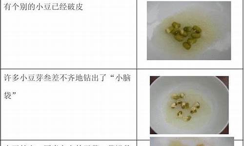 四年级豆芽观察记录表_四年级豆芽观察记录表图片